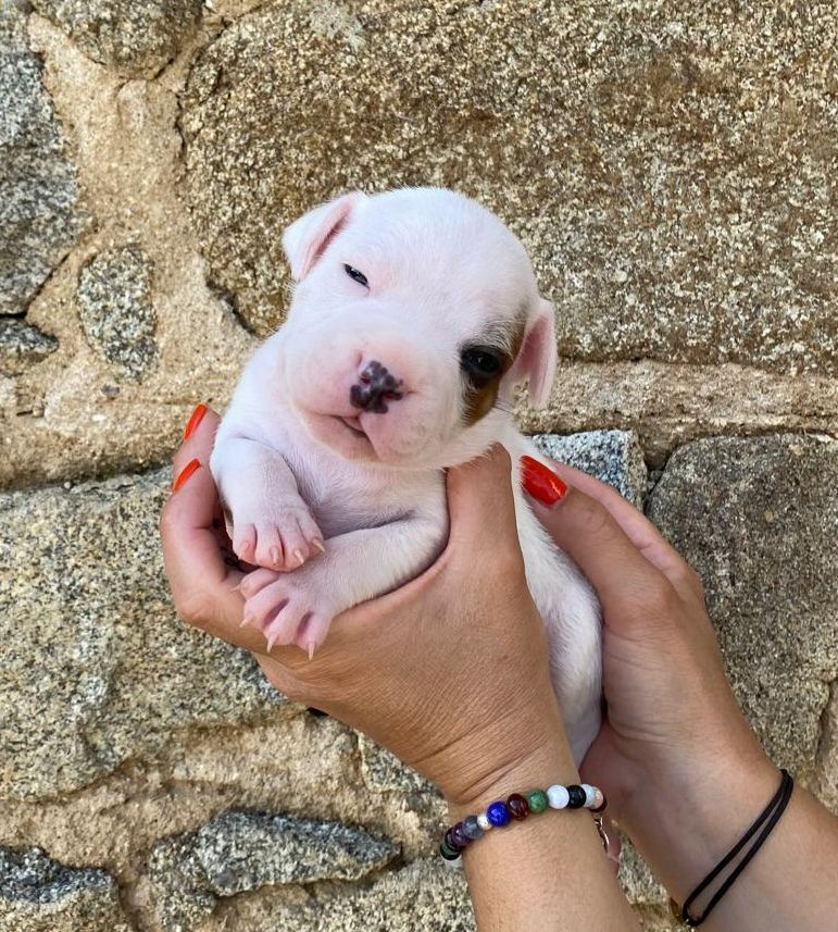 chiot Staffordshire Bull Terrier des crocs d'eben