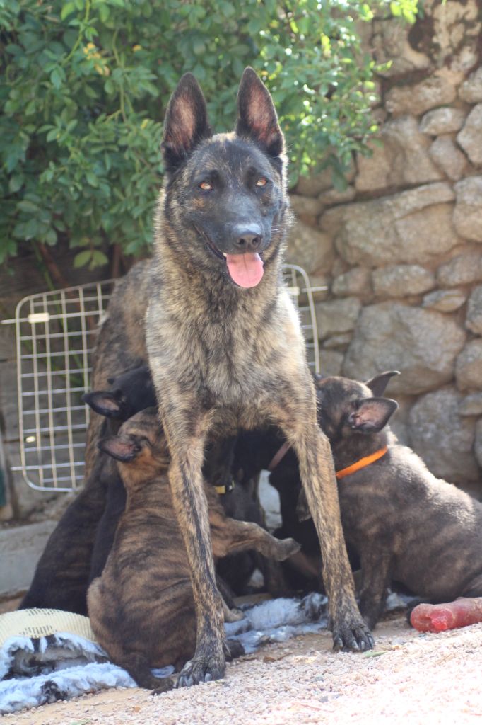 chiot Berger hollandais des crocs d'eben