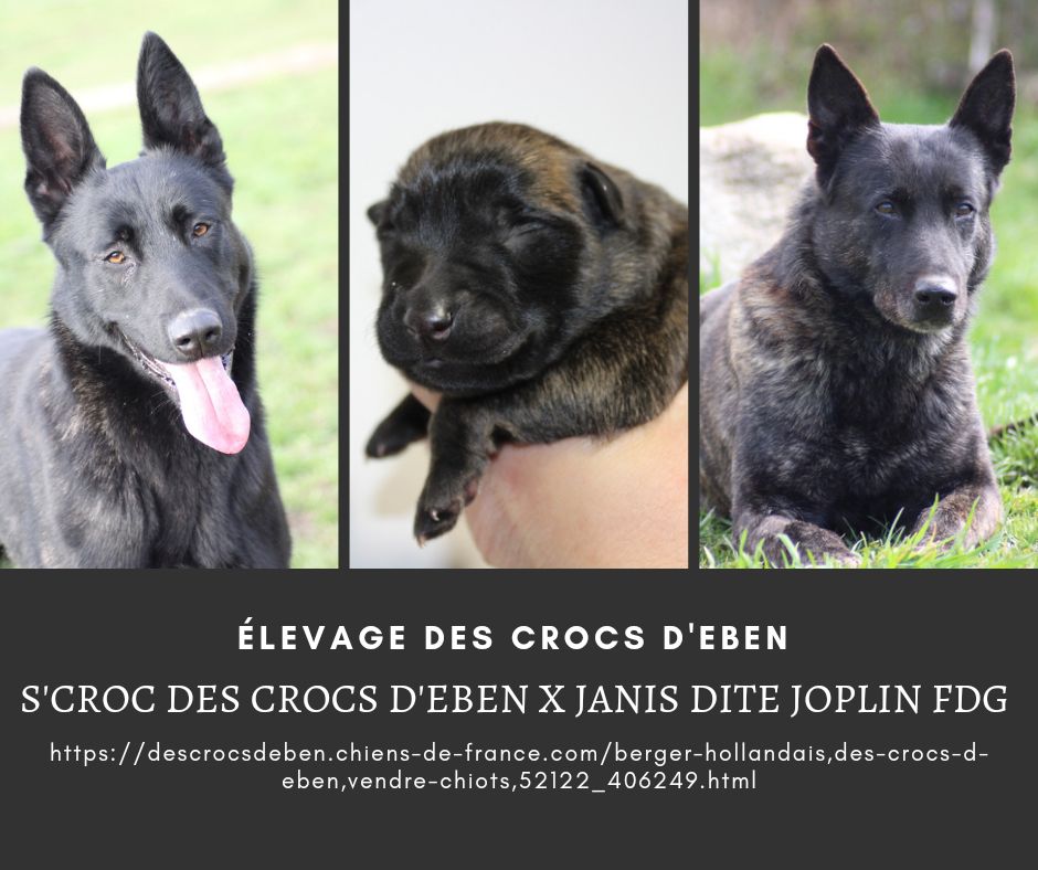 chiot Berger hollandais des crocs d'eben