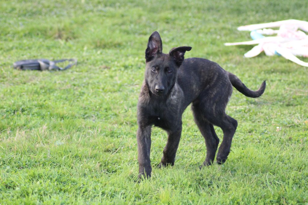 des crocs d'eben - Chiot disponible  - Berger hollandais