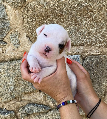 des crocs d'eben - Staffordshire Bull Terrier - Portée née le 16/05/2024