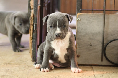 des crocs d'eben - Staffordshire Bull Terrier - Portée née le 29/09/2024