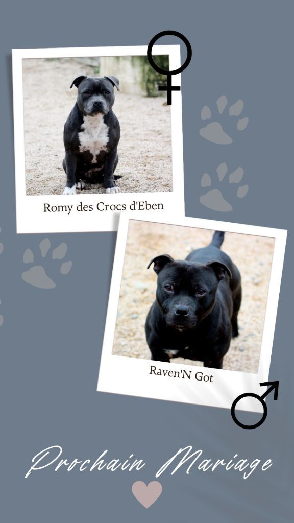 chiot Staffordshire Bull Terrier des crocs d'eben