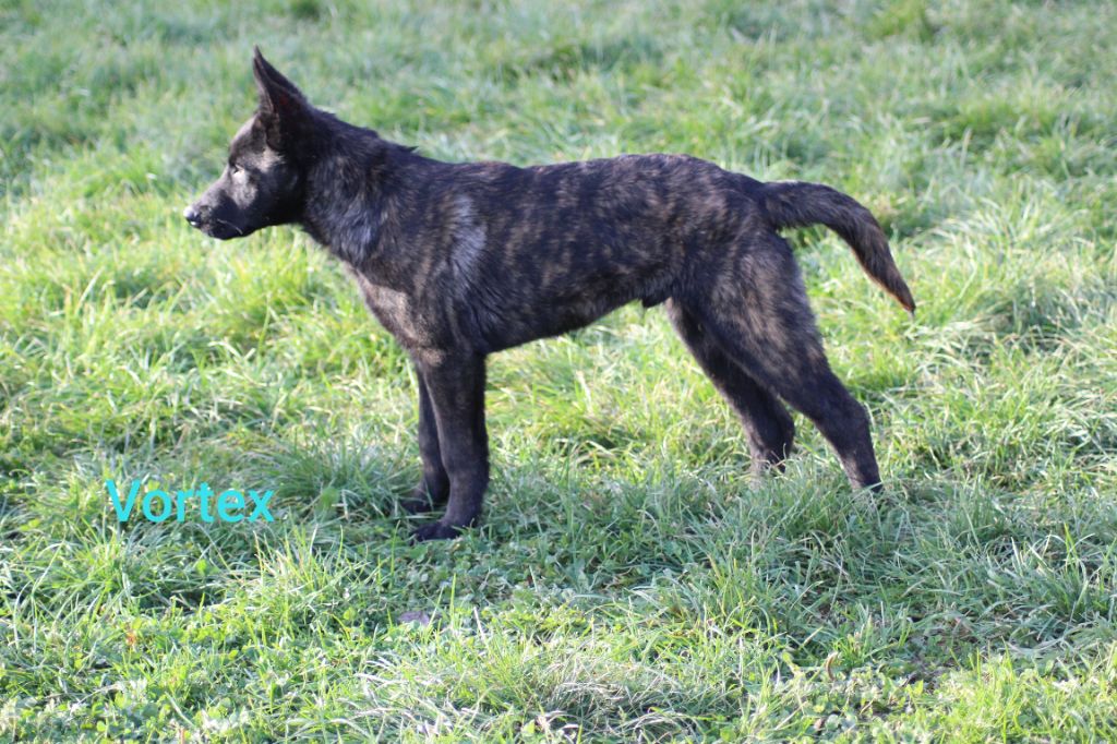 chiot Berger hollandais des crocs d'eben