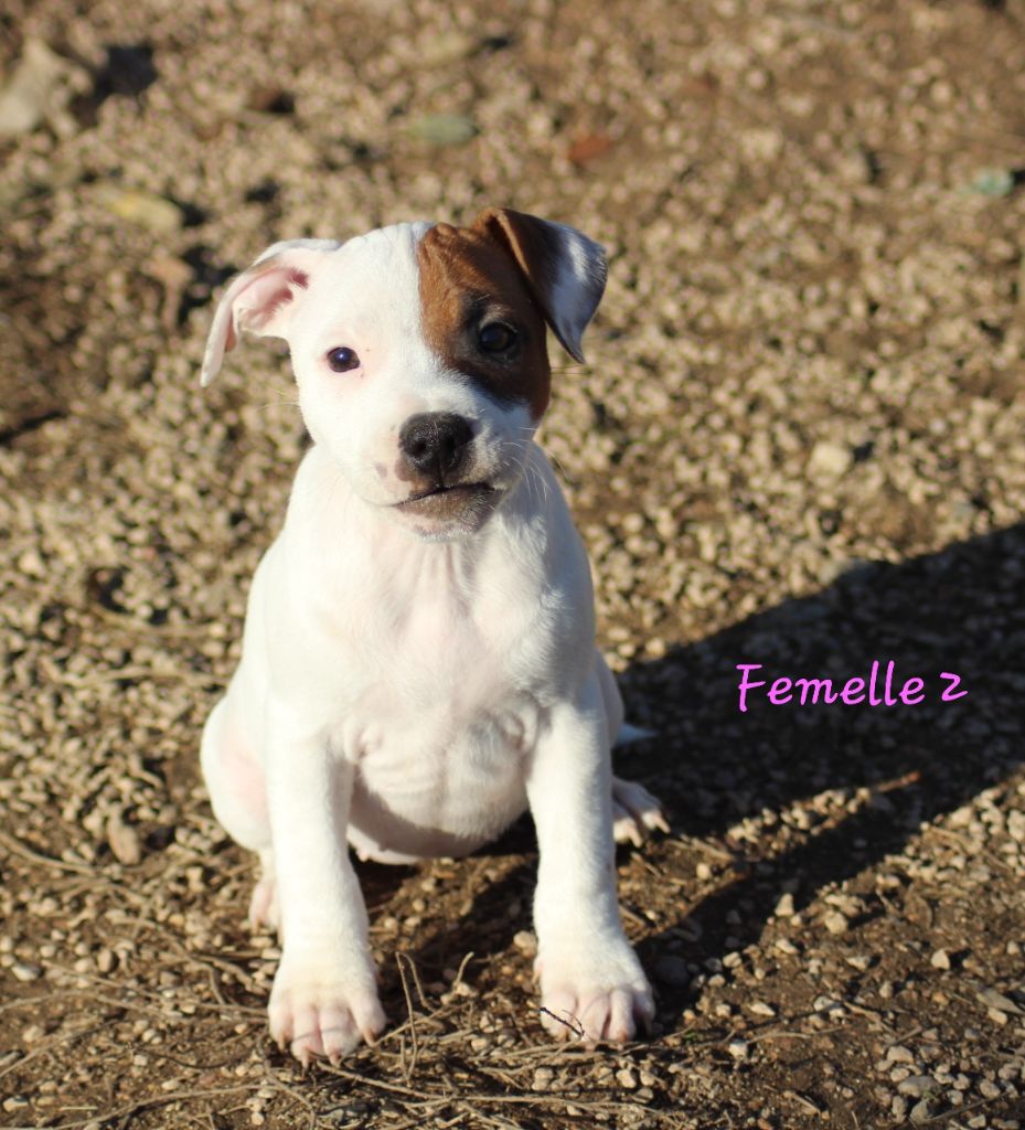 chiot Staffordshire Bull Terrier des crocs d'eben