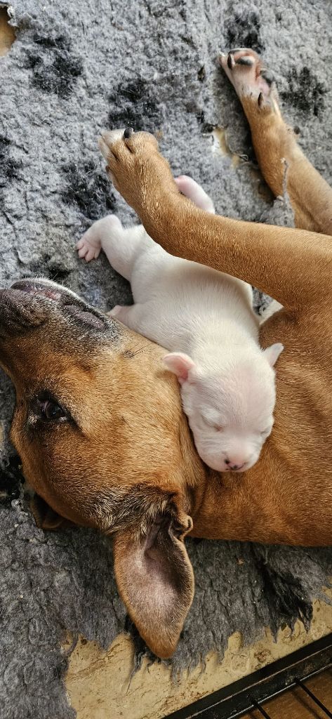 chiot Staffordshire Bull Terrier des crocs d'eben