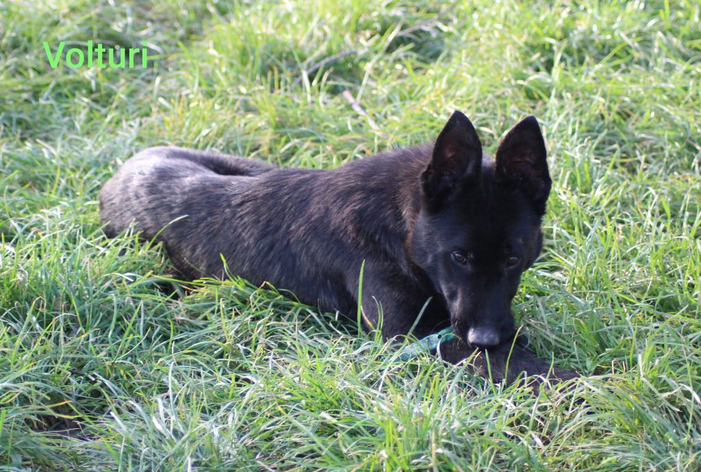 chiot Berger hollandais des crocs d'eben