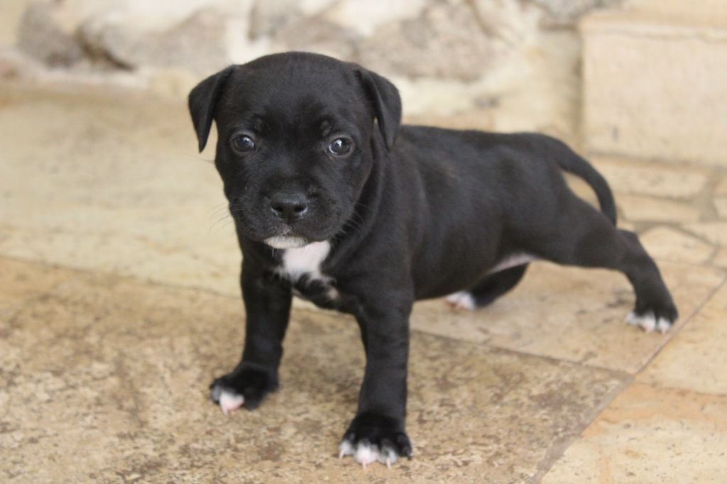 chiot Staffordshire Bull Terrier des crocs d'eben