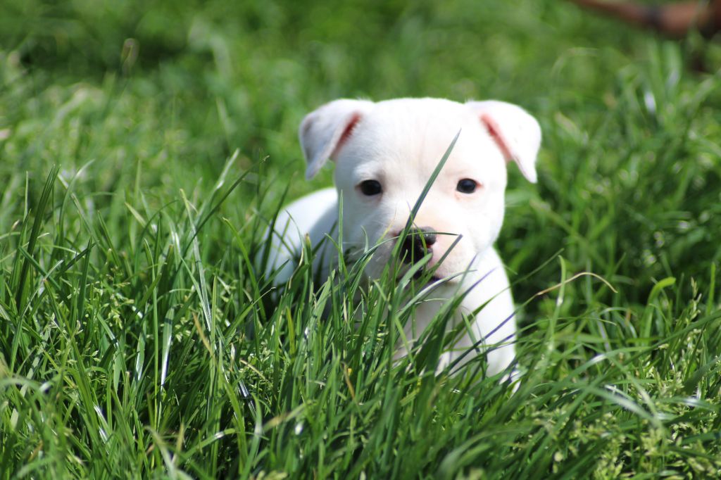 chiot Staffordshire Bull Terrier des crocs d'eben