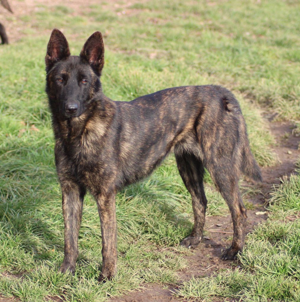 U'tara des crocs d'eben