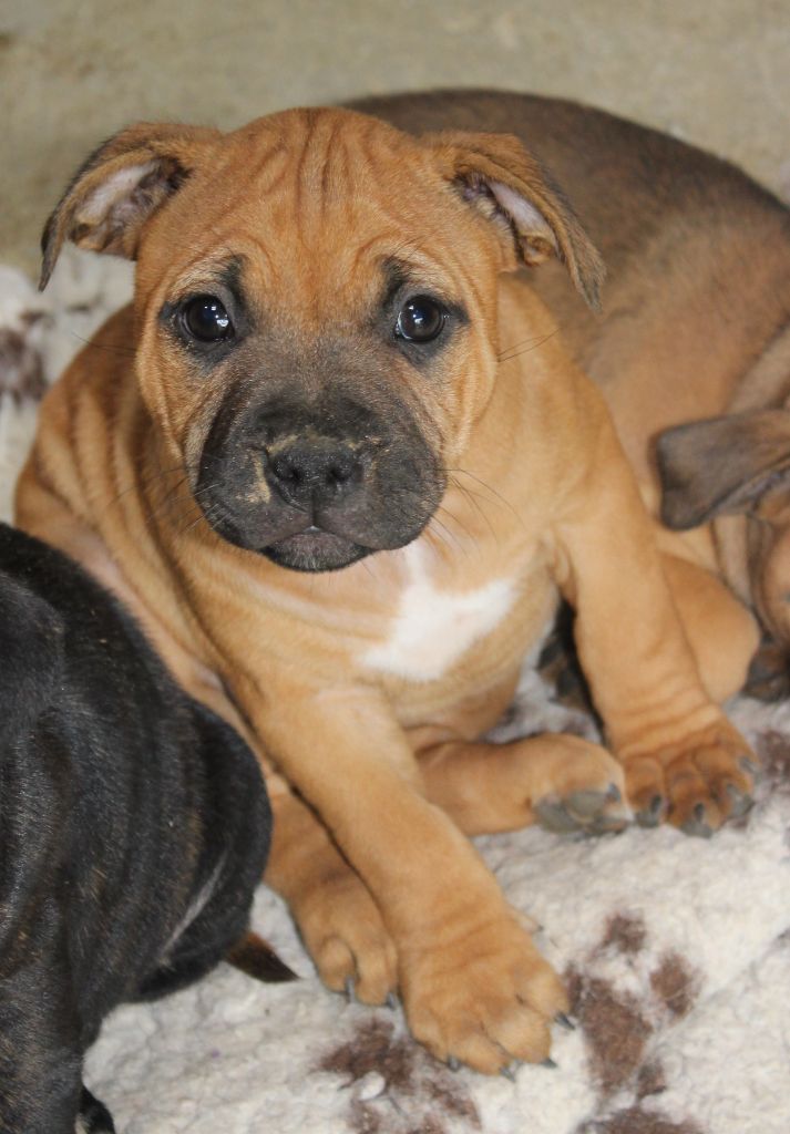 des crocs d'eben - Chiots disponibles - Staffordshire Bull Terrier