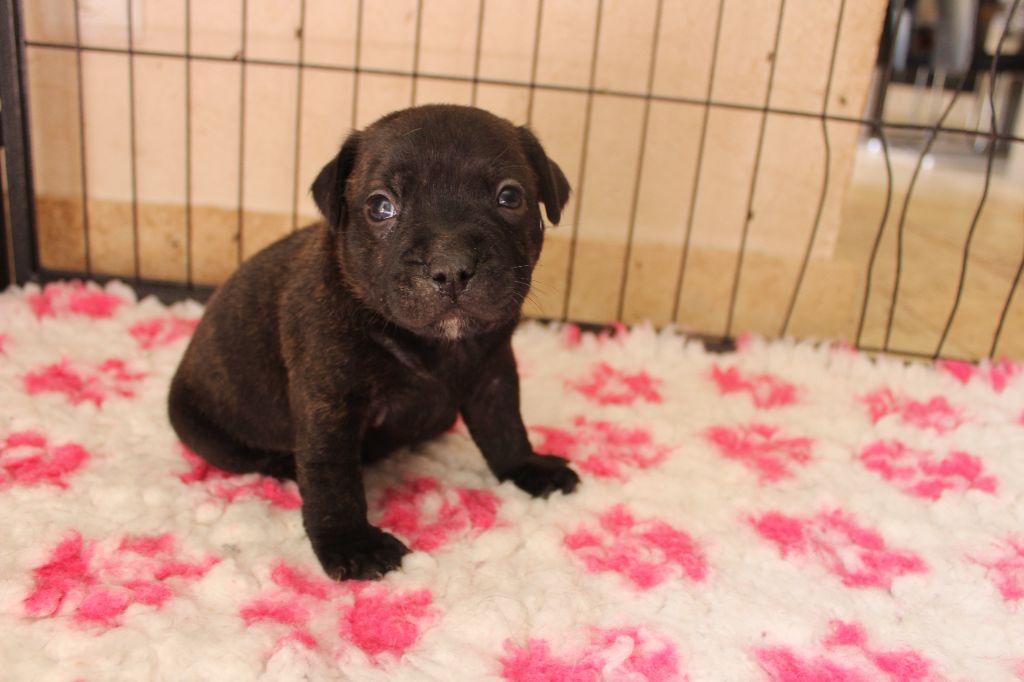 des crocs d'eben - Chiots disponibles - Staffordshire Bull Terrier
