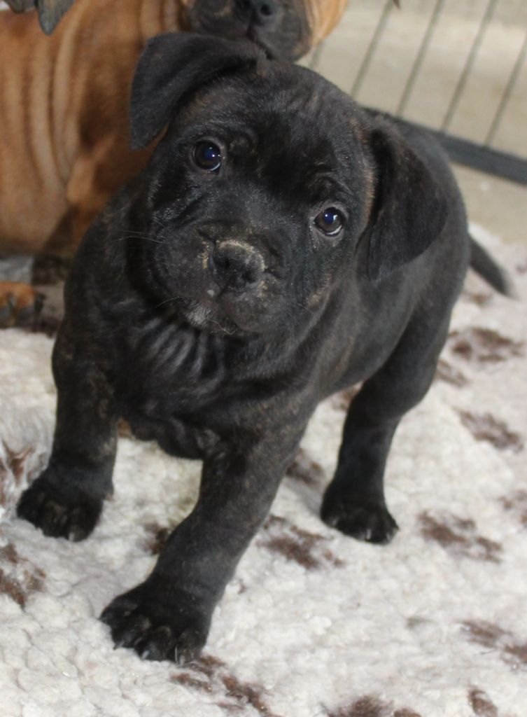 des crocs d'eben - Chiots disponibles - Staffordshire Bull Terrier