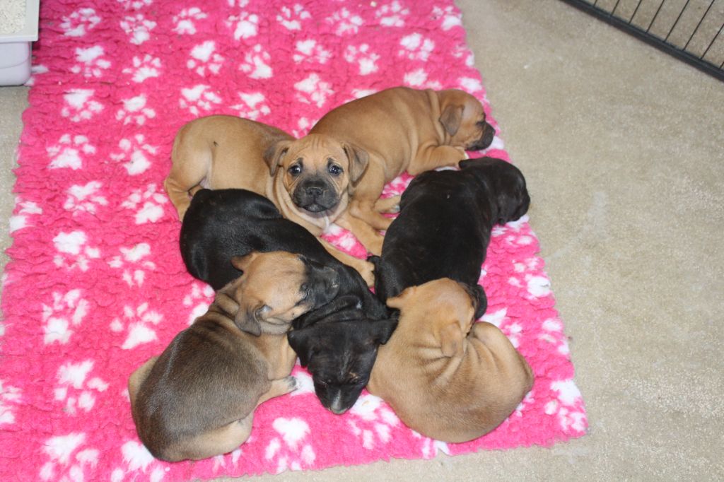 des crocs d'eben - Staffordshire Bull Terrier - Portée née le 18/07/2025