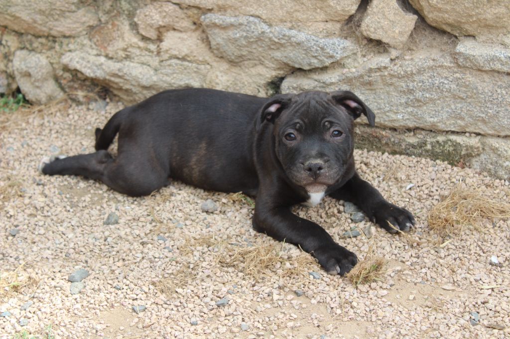 des crocs d'eben - Chiots disponibles - Staffordshire Bull Terrier