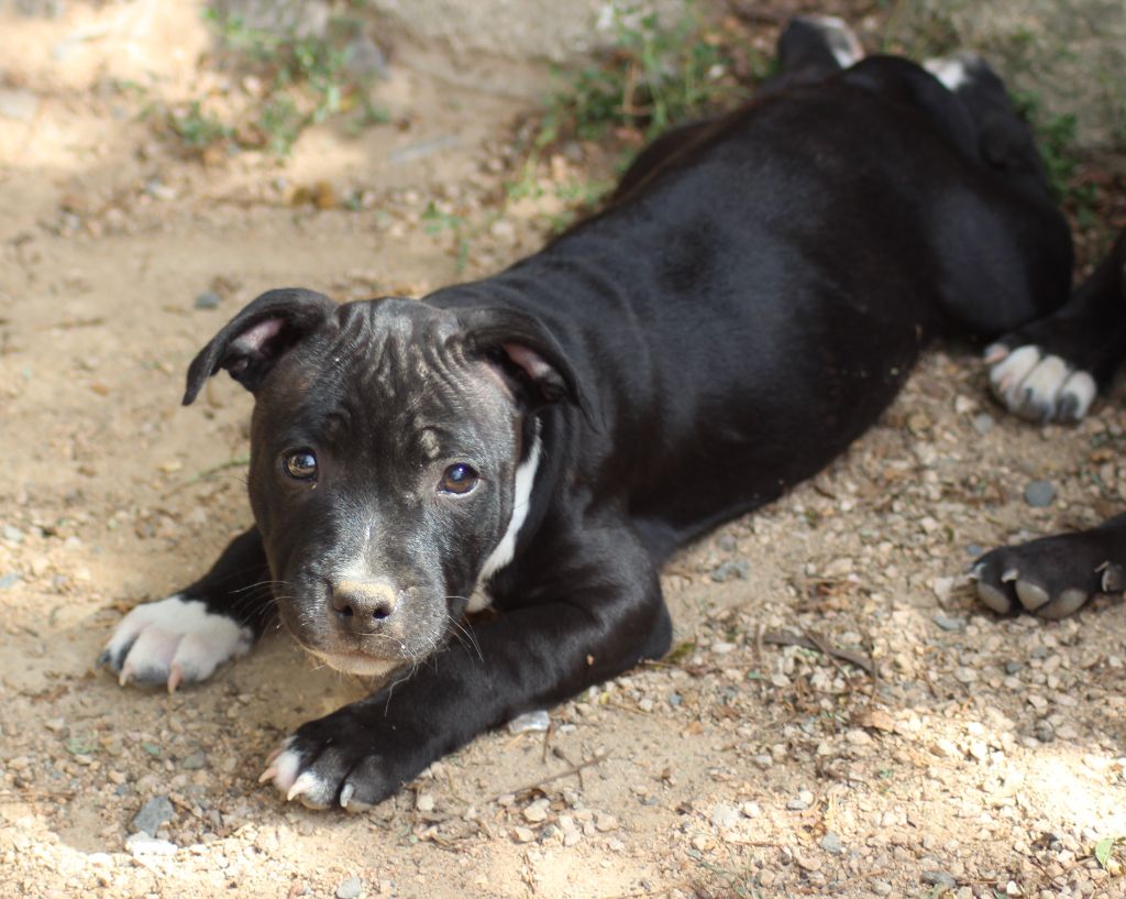 des crocs d'eben - Chiots disponibles - Staffordshire Bull Terrier