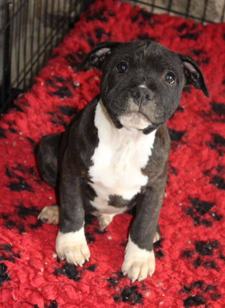 des crocs d'eben - Chiots disponibles - Staffordshire Bull Terrier
