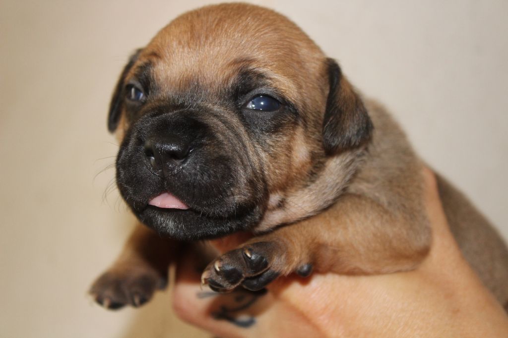 Chiot Staffordshire Bull Terrier des crocs d'eben