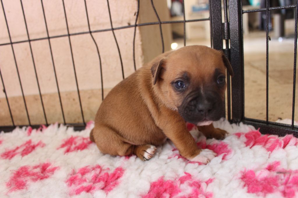 des crocs d'eben - Chiots disponibles - Staffordshire Bull Terrier