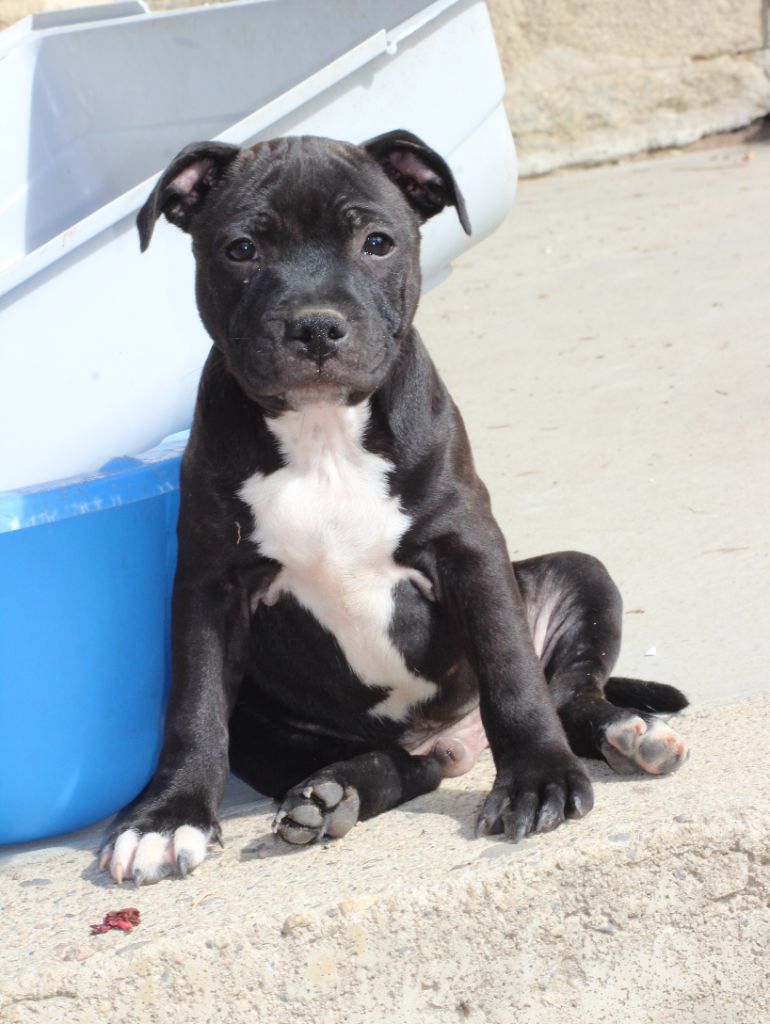 des crocs d'eben - Staffordshire Bull Terrier - Portée née le 10/06/2025