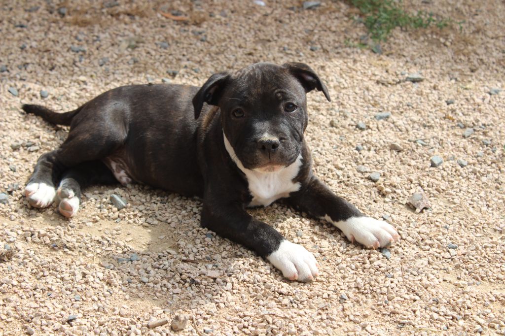 des crocs d'eben - Chiots disponibles - Staffordshire Bull Terrier