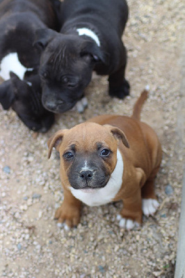 CHIOT