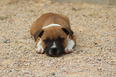 CHIOT