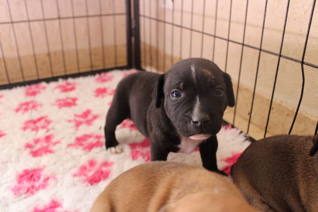 des crocs d'eben - Chiots disponibles - Staffordshire Bull Terrier