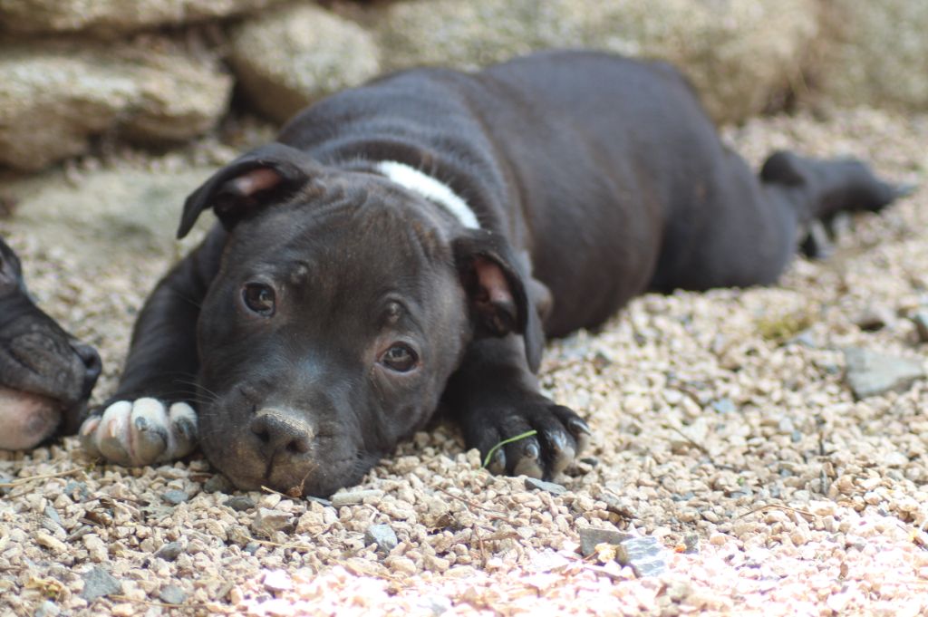 des crocs d'eben - Chiots disponibles - Staffordshire Bull Terrier