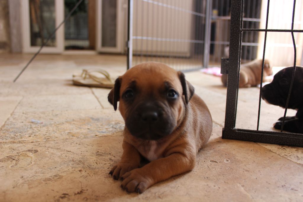 des crocs d'eben - Chiots disponibles - Staffordshire Bull Terrier